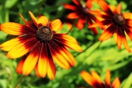 FLOWERS